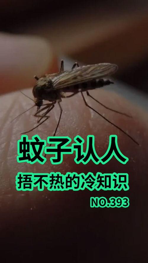 爆料大蚊子的视频大全播放,惊悚瞬间直击眼球  第3张